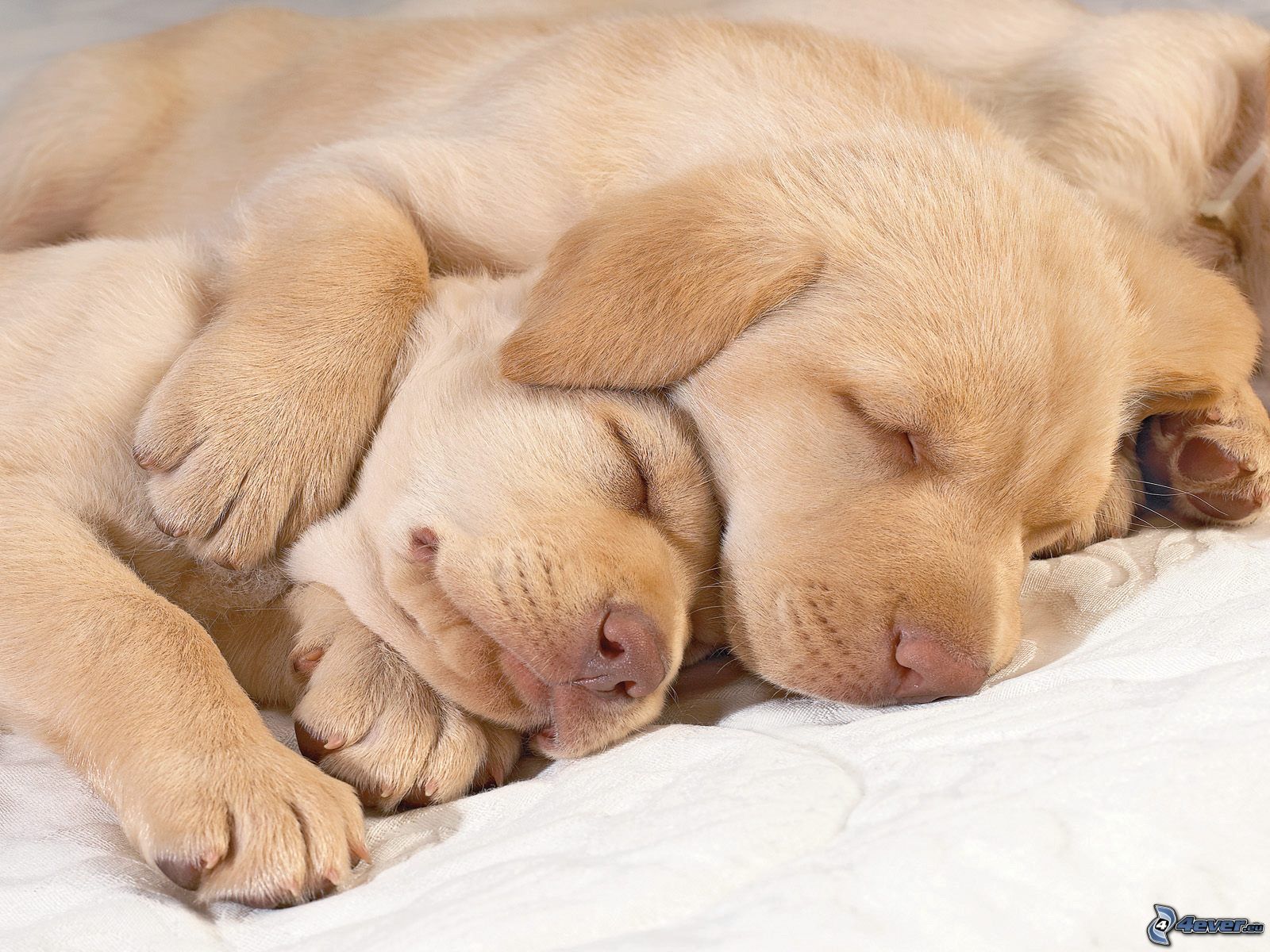 Spiace šteniatka labradorov